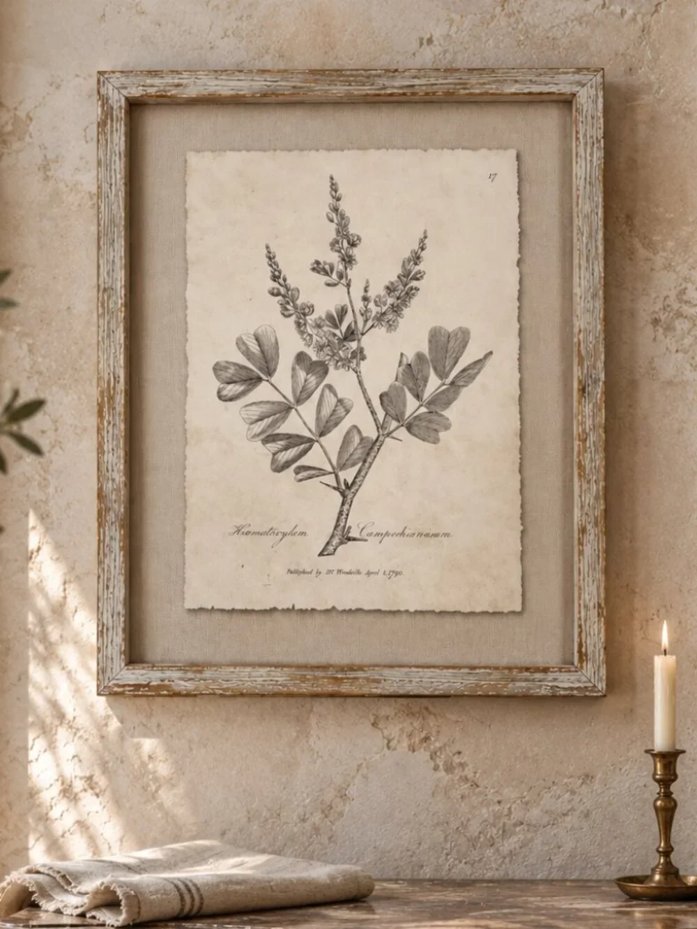 Vintage Framed Haematoxylum Campechianu Botanical Sepia Print Medical Botany Art